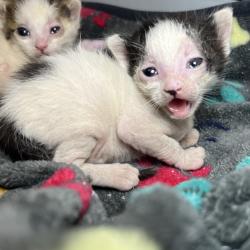 Shelter Stray Female Cat last seen , Palm Springs, CA 92264