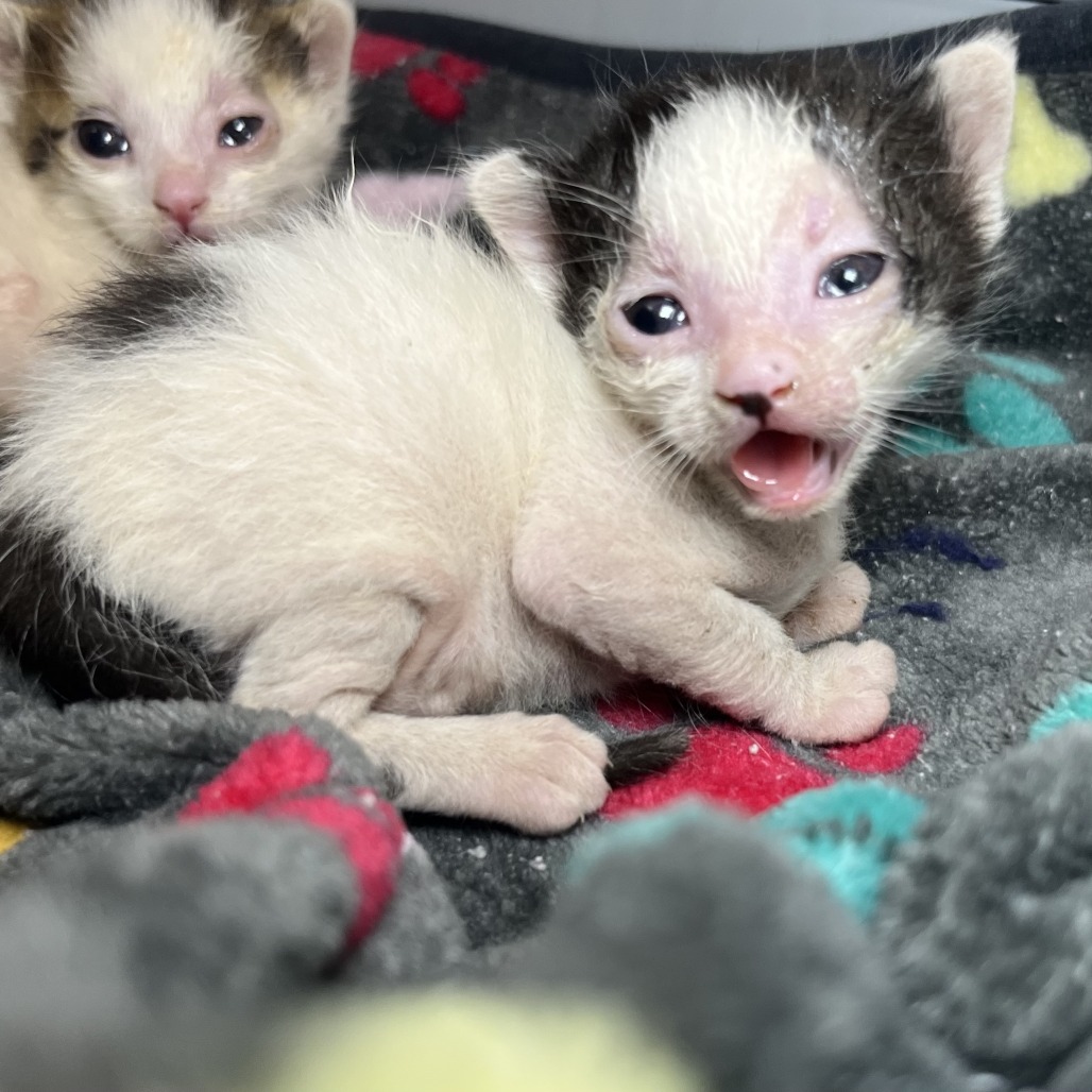 Shelter Stray Female Cat last seen , Palm Springs, CA 92264