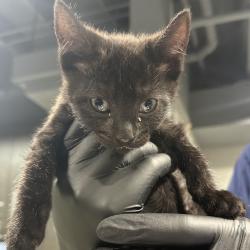 Shelter Stray Male Cat last seen , Tampa, FL 33607