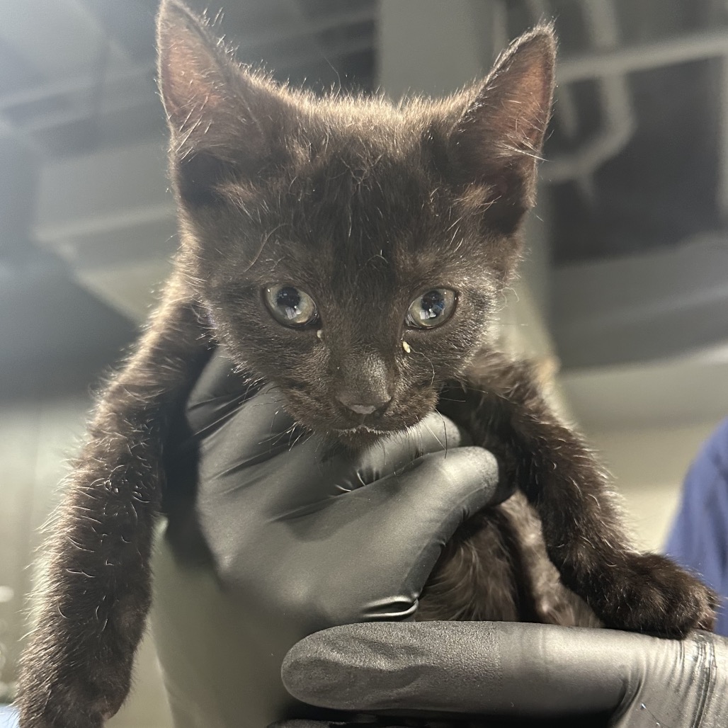 Shelter Stray Male Cat last seen , Tampa, FL 33607
