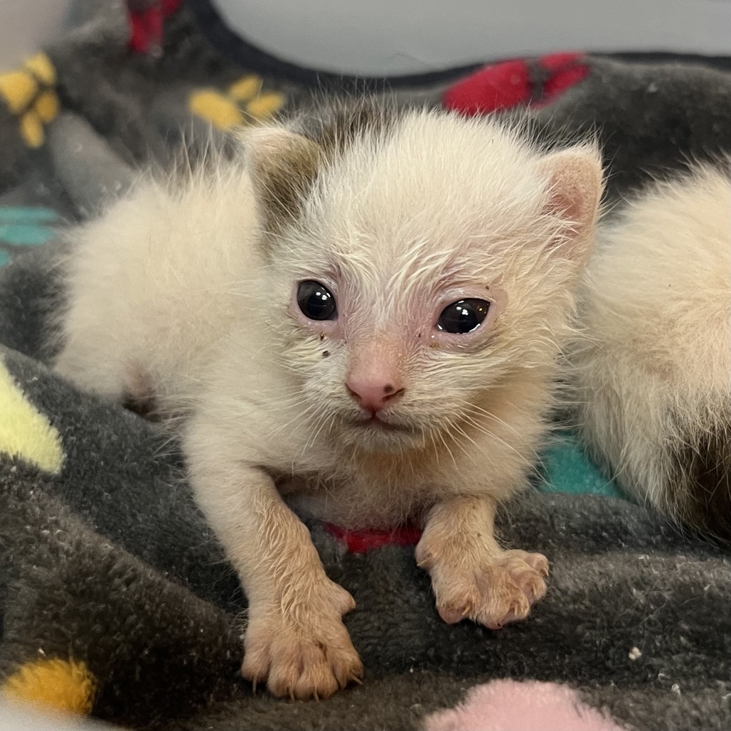 Shelter Stray Male Cat last seen , Palm Springs, CA 92264