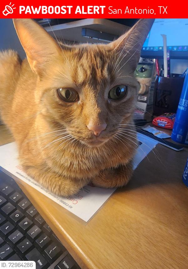 Lost Female Cat last seen Rainbow creek, San Antonio, TX 78245