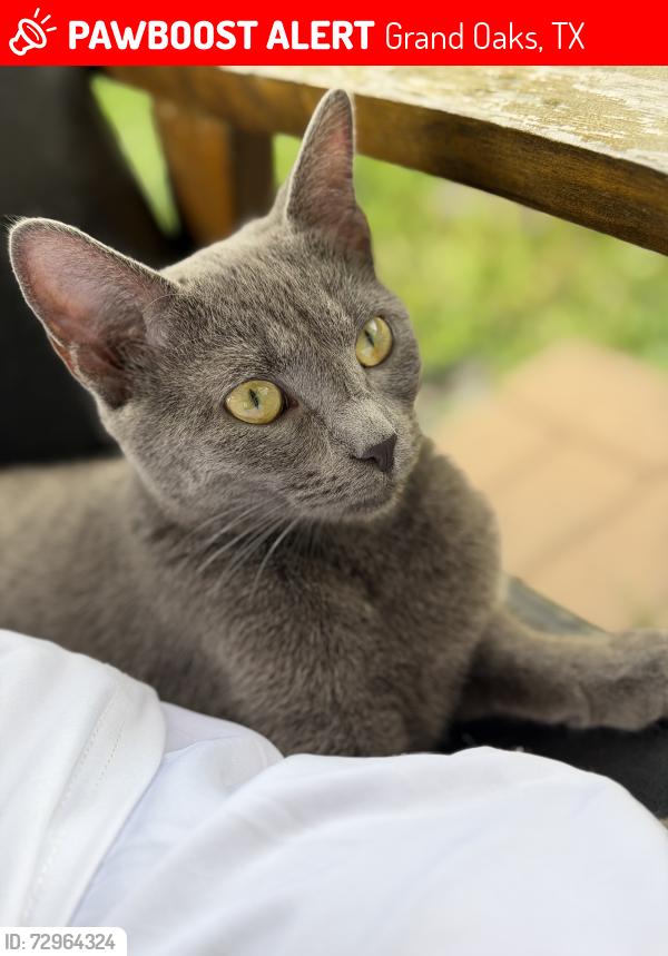 Lost Female Cat last seen Near greenhouse and clay road , Grand Oaks, TX 77084