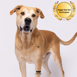 Shelter Stray Male Dog last seen , Tampa, FL 33607
