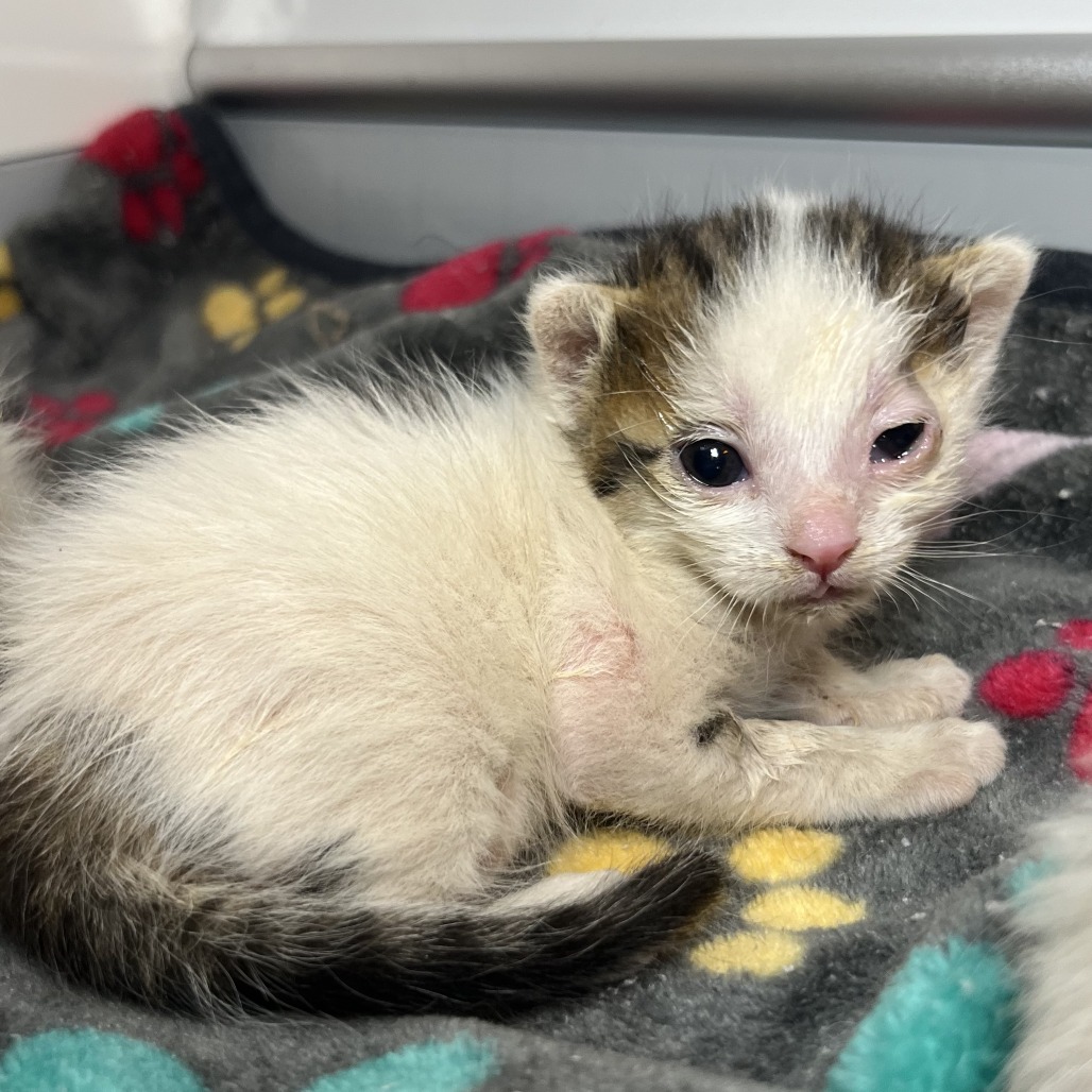 Shelter Stray Male Cat last seen , Palm Springs, CA 92264
