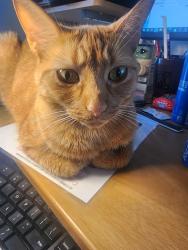 Lost Female Cat last seen Rainbow creek, San Antonio, TX 78245