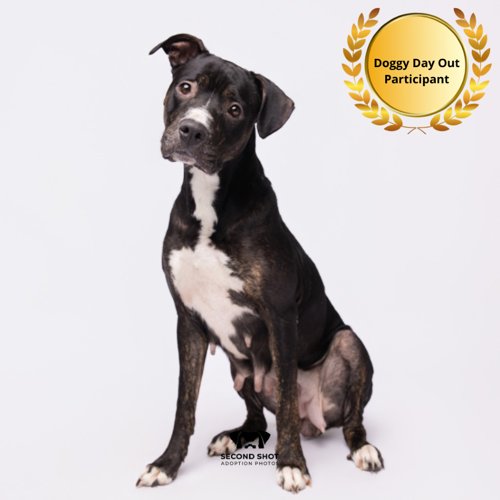 Shelter Stray Female Dog last seen , 3607 N Armenia Ave, Tampa, FL 33607, USA
