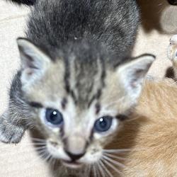 Shelter Stray Male Cat last seen , Tampa, FL 33607