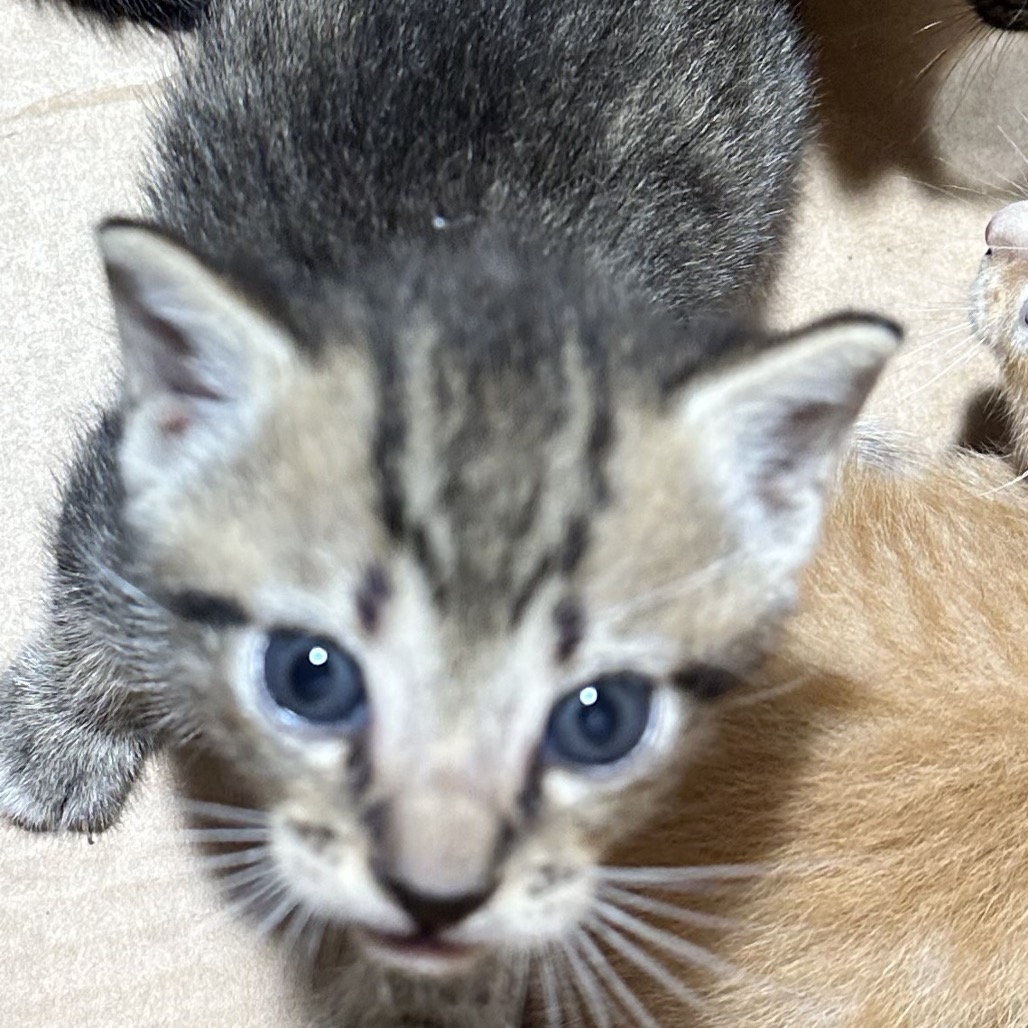 Shelter Stray Male Cat last seen , Tampa, FL 33607
