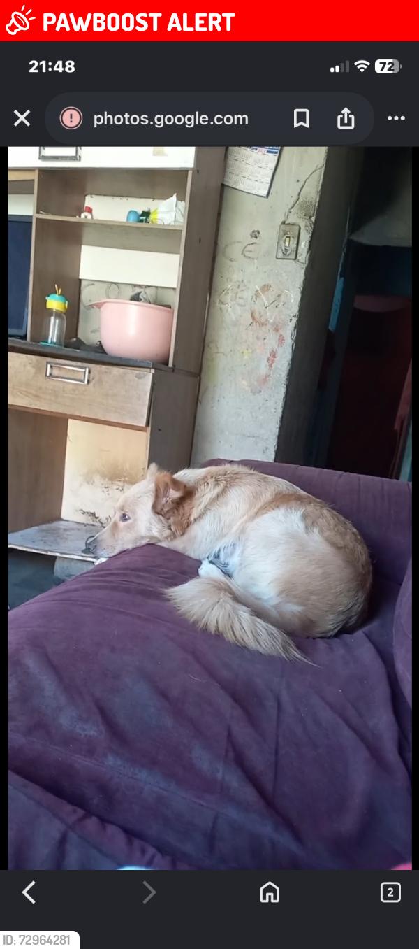 Lost Female Dog last seen Avenida das nações 370 , Jardim Santos Dumont II, SP 08762