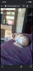 Lost Female Dog last seen Avenida das nações 370 , Jardim Santos Dumont II, SP 08762