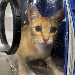Shelter Stray Female Cat last seen , Tampa, FL 33607