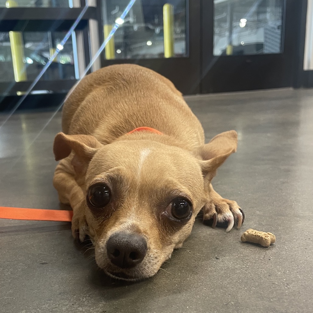 Shelter Stray Female Dog last seen , Tampa, FL 33607