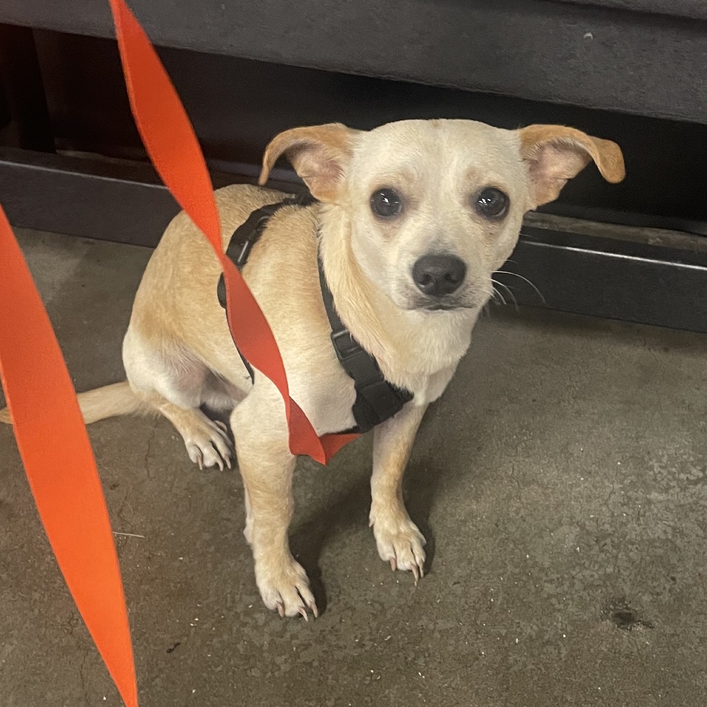 Shelter Stray Male Dog last seen , Tampa, FL 33607