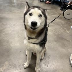 Shelter Stray Male Dog last seen , Tampa, FL 33607