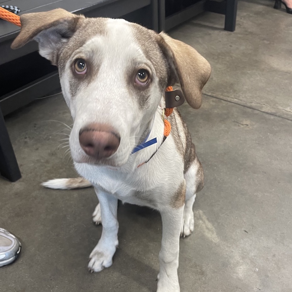 Shelter Stray Male Dog last seen , Tampa, FL 33607
