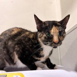Shelter Stray Female Cat last seen , Tampa, FL 33607