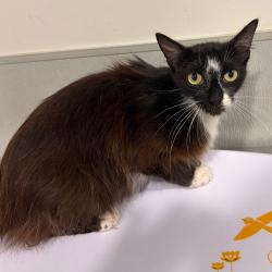 Shelter Stray Female Cat last seen , Tampa, FL 33607