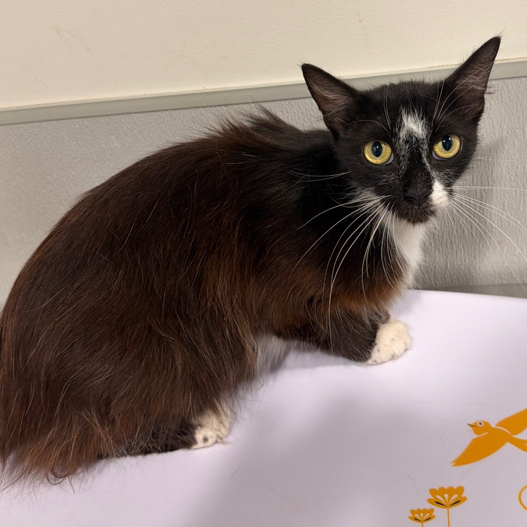Shelter Stray Female Cat last seen , Tampa, FL 33607