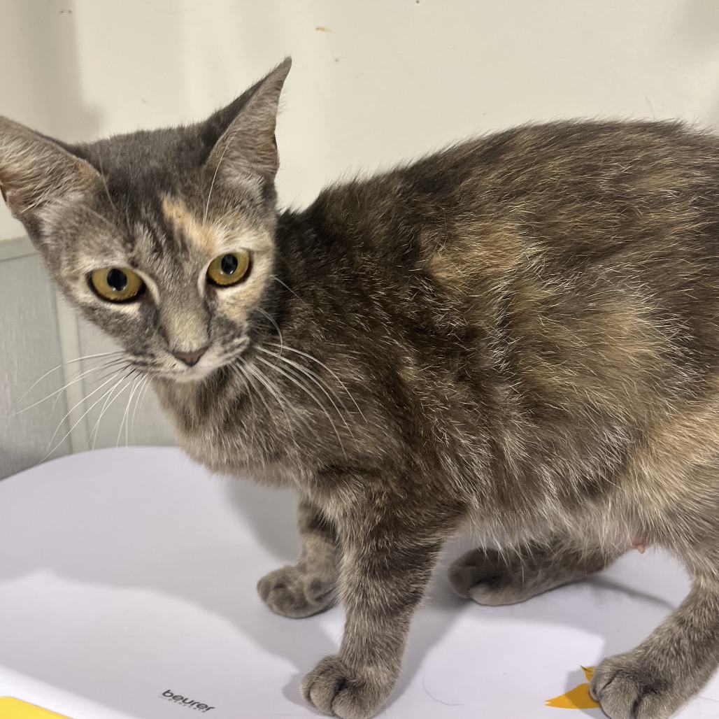 Shelter Stray Female Cat last seen , Tampa, FL 33607