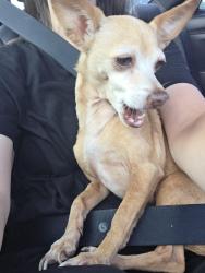 Found/Stray Female Dog last seen Mansfield Strewn in Cleburne Tx, Cleburne, TX 76031