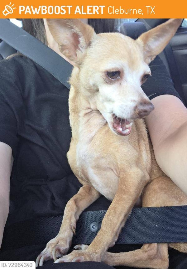 Found/Stray Female Dog last seen Mansfield Strewn in Cleburne Tx, Cleburne, TX 76031