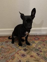 Lost Male Dog last seen Dover ave Lubbock tx, Lubbock, TX 79416
