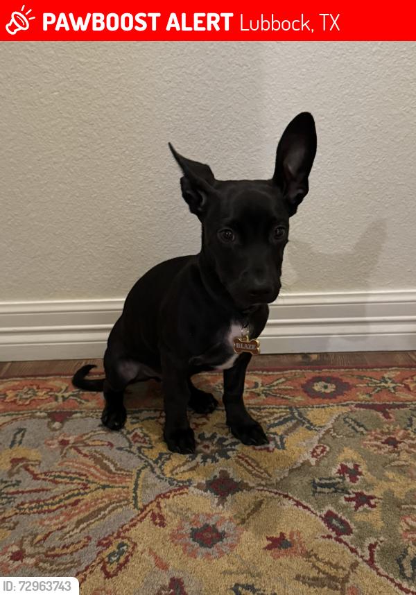 Lost Male Dog last seen Dover ave Lubbock tx, Lubbock, TX 79416