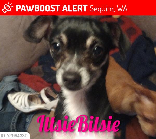 Lost Female Dog last seen W 4th Ave and W Spruce St, Sequim, WA 98382