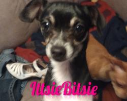 Lost Female Dog last seen W 4th Ave and W Spruce St, Sequim, WA 98382