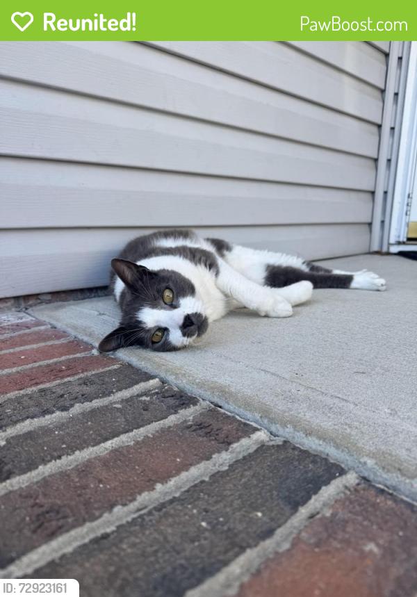 Reunited Male Cat last seen Windgate Dr. Wilmington, NC, New Hanover County, NC 28412
