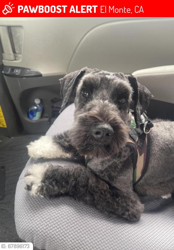 Lost Male Dog last seen Prospect Ave, El Monte, CA 91731