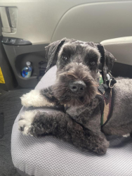 Lost Male Dog last seen Prospect Ave, El Monte, CA 91731