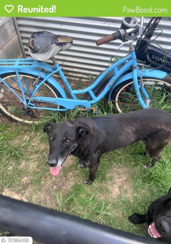 Reunited Female Dog last seen Near McVoid Rd, Springtown, TX 76082, USA, Springtown, TX 76082