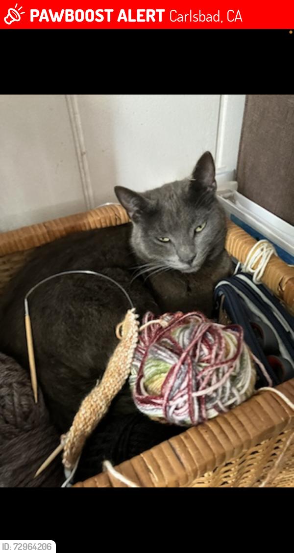Lost Female Cat last seen Madison St between Magnolia and Chestnut , Carlsbad, CA 92008