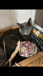 Lost Female Cat last seen Madison St between Magnolia and Chestnut , Carlsbad, CA 92008
