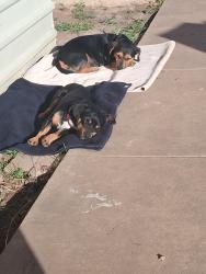 Lost Male Dog last seen Medina, San Angelo, TX 76905