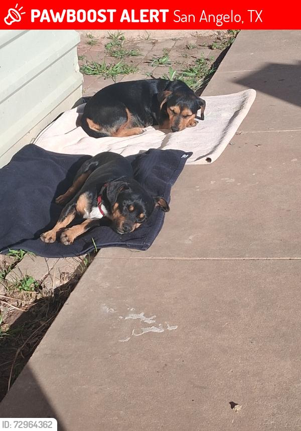 Lost Male Dog last seen Medina, San Angelo, TX 76905