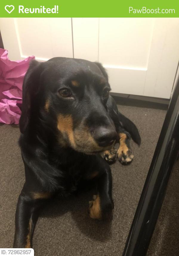 Reunited Male Dog last seen Near Kearny St Newark NJ, Newark, NJ 07104