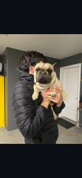 Lost Male Dog last seen Phelan rd, Hesperia, CA 92344
