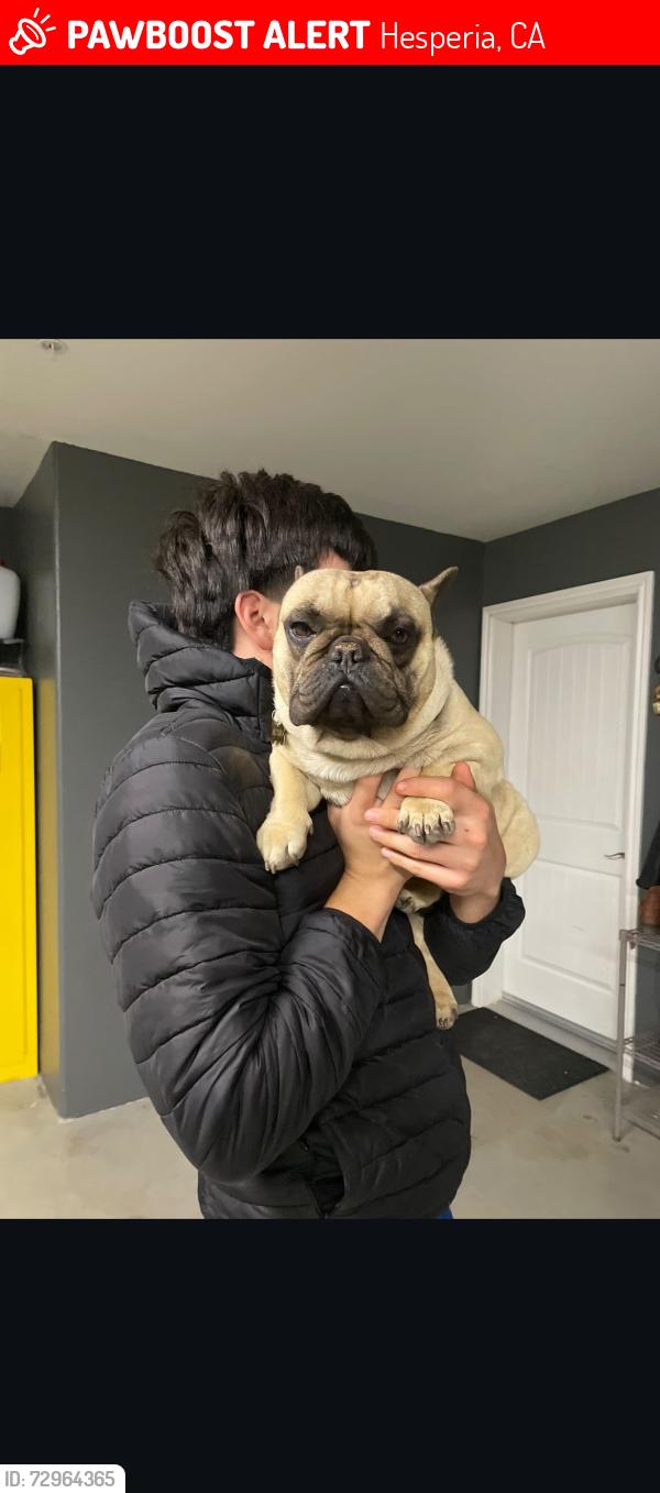 Lost Male Dog last seen Phelan rd, Hesperia, CA 92344