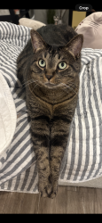 Lost Male Cat last seen Clawson ave and 13 mile , Royal Oak, MI 48073