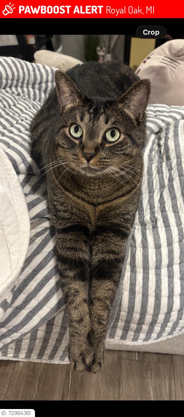 Lost Male Cat last seen Clawson ave and 13 mile , Royal Oak, MI 48073