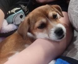 Lost Female Dog last seen VZCR 3816 and KCR 342, Van Zandt County, TX 