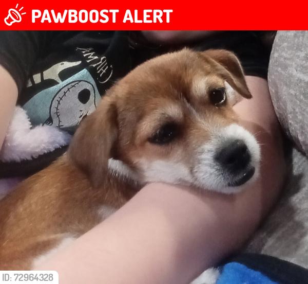 Lost Female Dog last seen VZCR 3816 and KCR 342, Van Zandt County, TX 