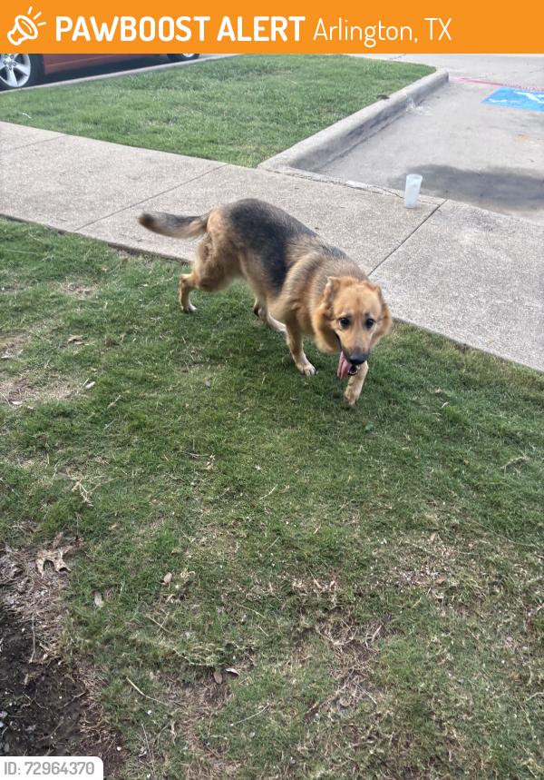 Found/Stray Unknown Dog last seen Sublett between Cooper and Matlock, Arlington, TX 76017
