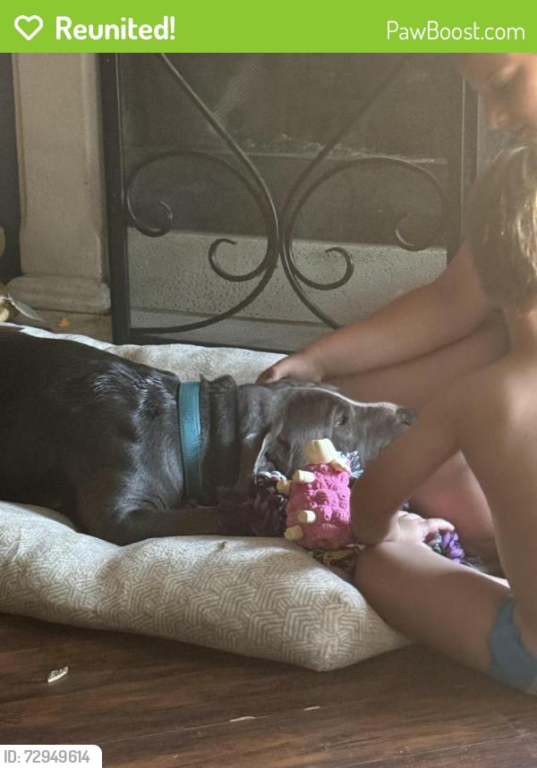 Reunited Male Dog last seen Near Quail Drive Quail Village apmts, Balch Springs, TX 75180