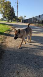 Found/Stray Male Dog last seen Century / Monroe, South Gate, CA 90280
