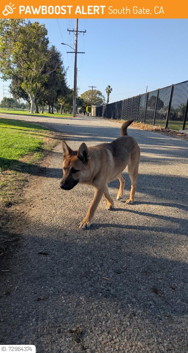 Found/Stray Male Dog last seen Century / Monroe, South Gate, CA 90280