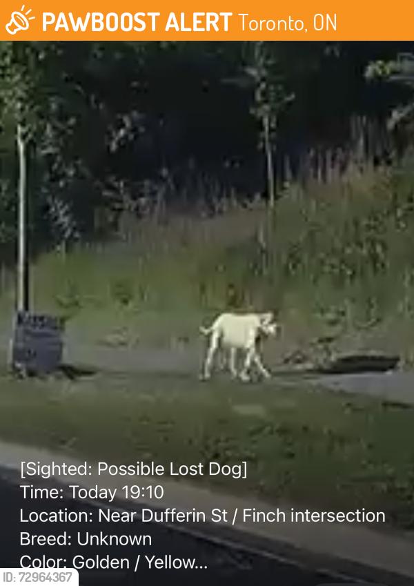 Found/Stray Unknown Dog last seen Near Dufferin St / Finch intersection, Toronto, ON 